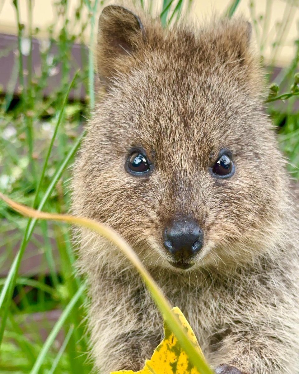Doctor Quokka tweet media