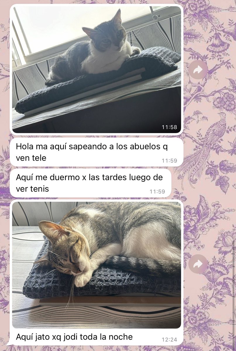 trixietanga's tweet photo. estoy de viaje y mi mamá me escribe como si fuera mi gata 😭😭😭 https://t.co/Gu8CmyO7RZ