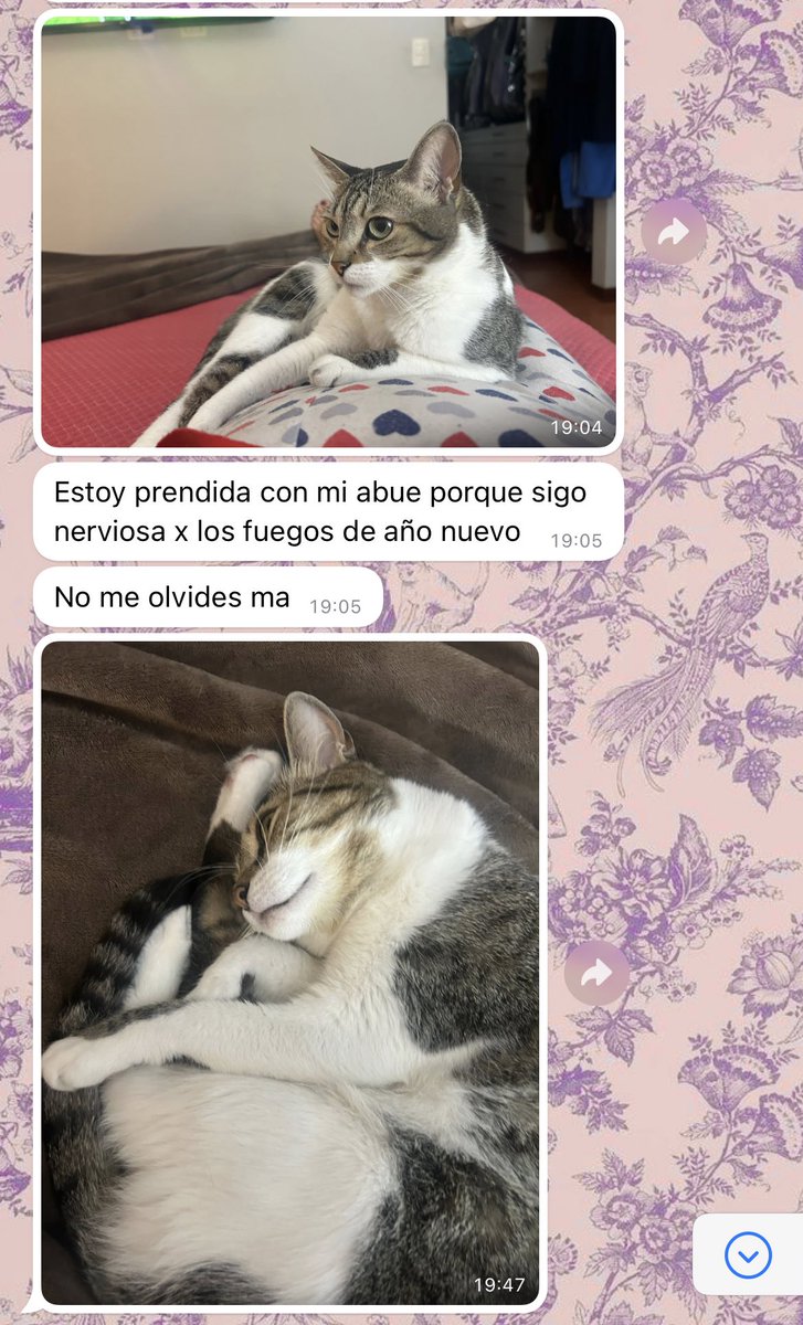 trixietanga's tweet photo. estoy de viaje y mi mamá me escribe como si fuera mi gata 😭😭😭 https://t.co/Gu8CmyO7RZ