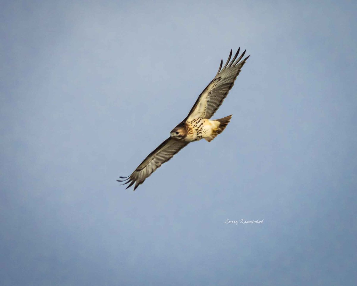 Soaring High #redtailedhawk #birdphotography #bird #photography #NatureLover #NaturePhotograhpy #ThamesCentrePhotographer