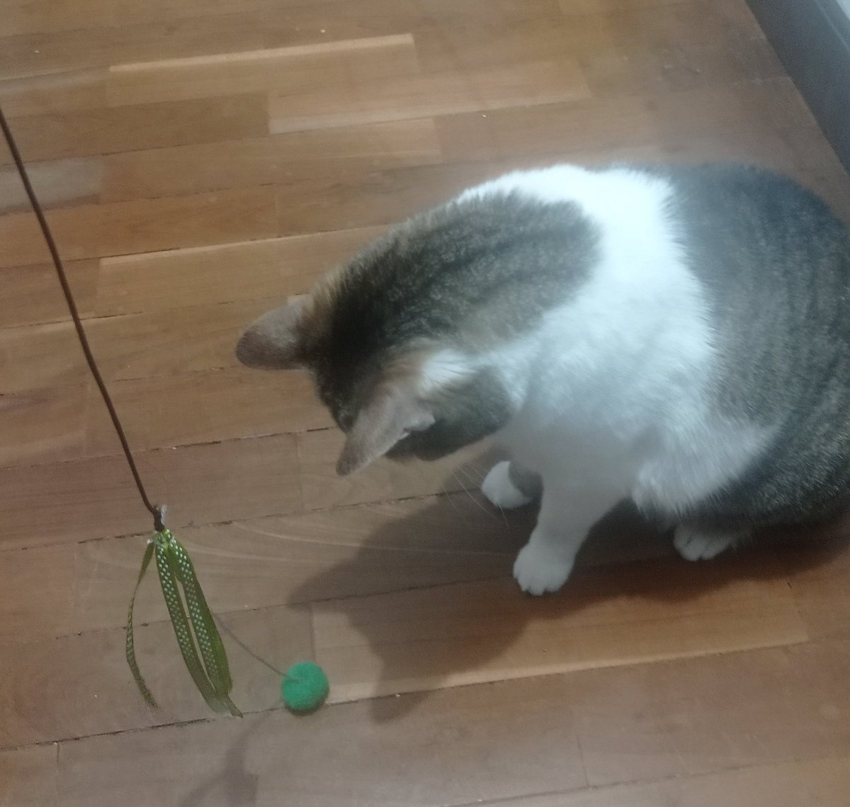 maricruzzalles's tweet photo. Nuevo michijuguete @CorcholataBo con material reutilizado 🐱, aprobado por Cleo.
¿Qué les parece? https://t.co/93FtVNZczf