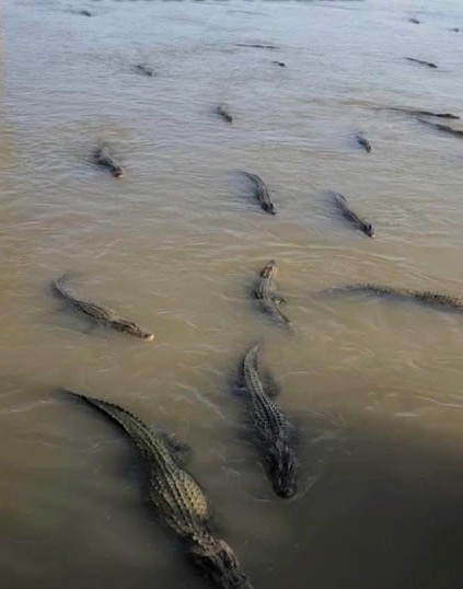 TEXAS BORDER
PATROL TEAM... GATOR