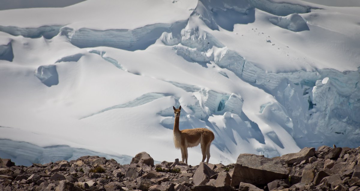proranas's tweet image. JMU MS position: If you are interested in a graduate degree in biology and studying high-mountain ecosystems and climate change, I would love to hear from you! Please send materials and inquiries soon. JMU deadline is ~Feb 1st. Position description -&amp;gt; tinyurl.com/jsuf4sut