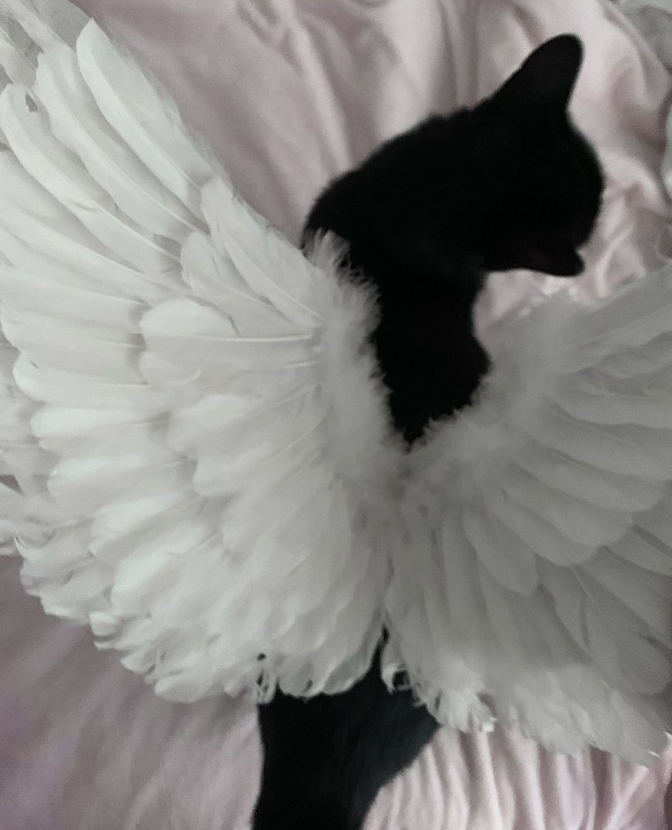 Liv ྐ❤︎ tweet media