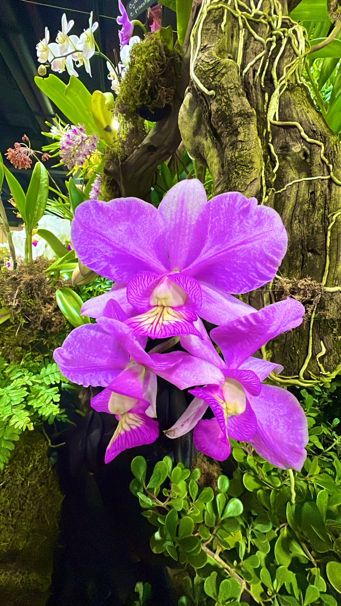 Orchid Show was amazing!! 

#orchids
#orchidshow
#flowerpictures 
#floweroftheday