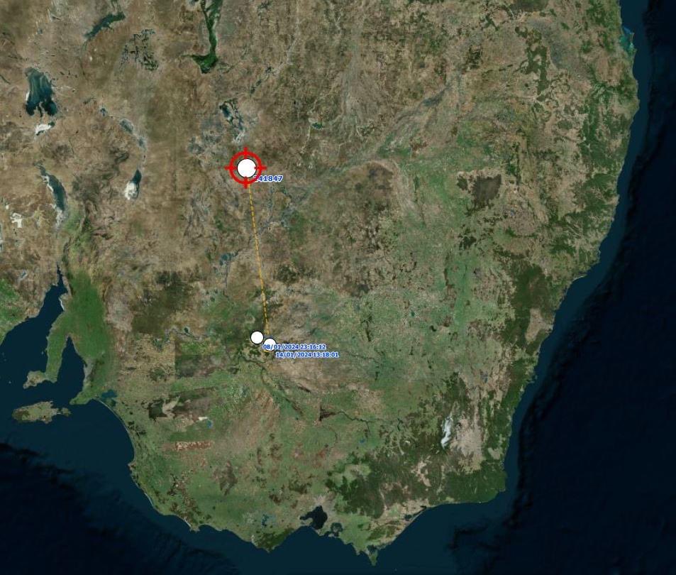 Tracking Australian Painted-snipe tweet media