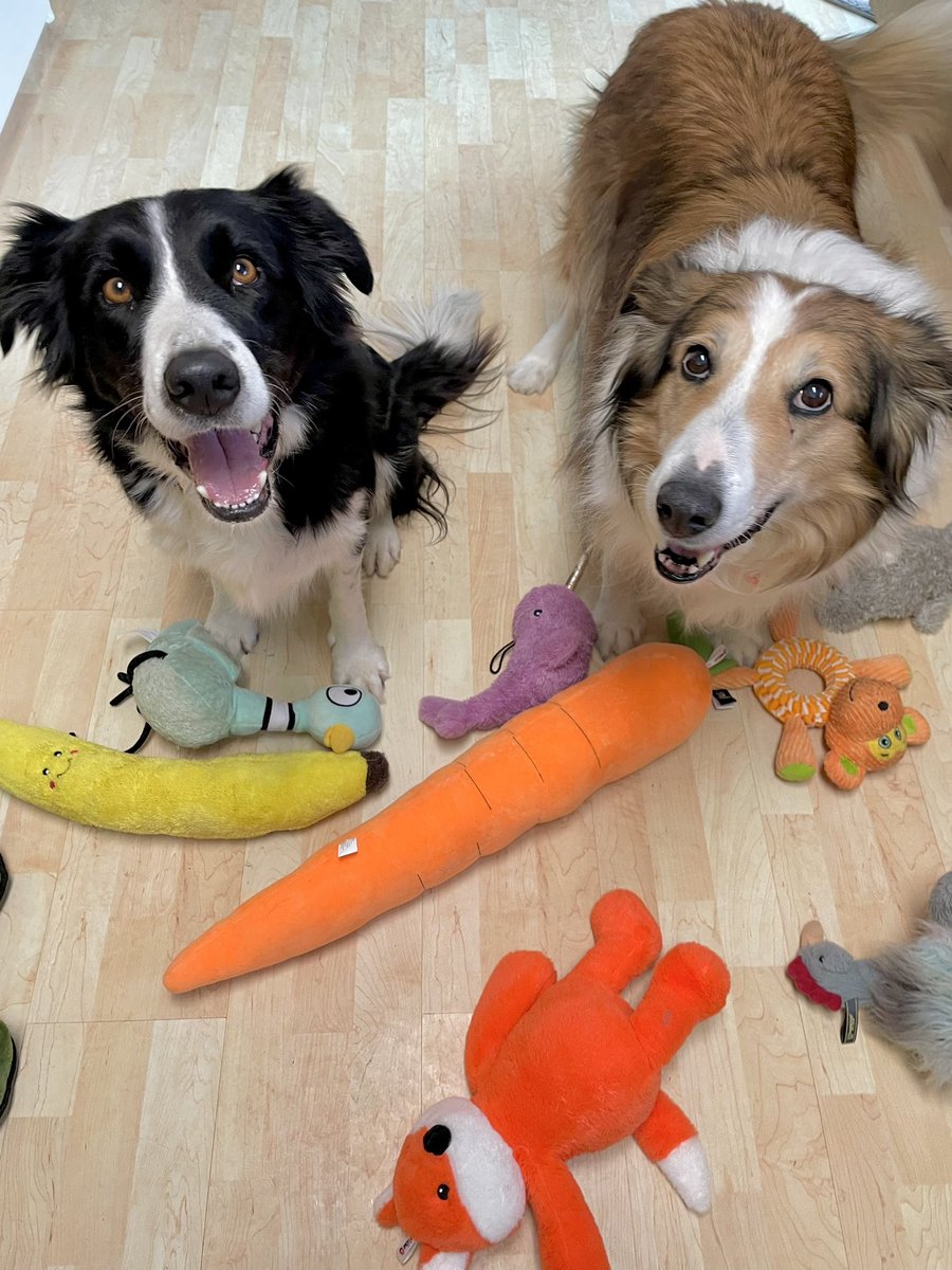 WilmaBenton19's tweet image. “Excuse us, we know you’re cooking dinner but perhaps we could persuade you to throw one of these toys instead.”
#dogsoftwitter #dogsofx #persistance