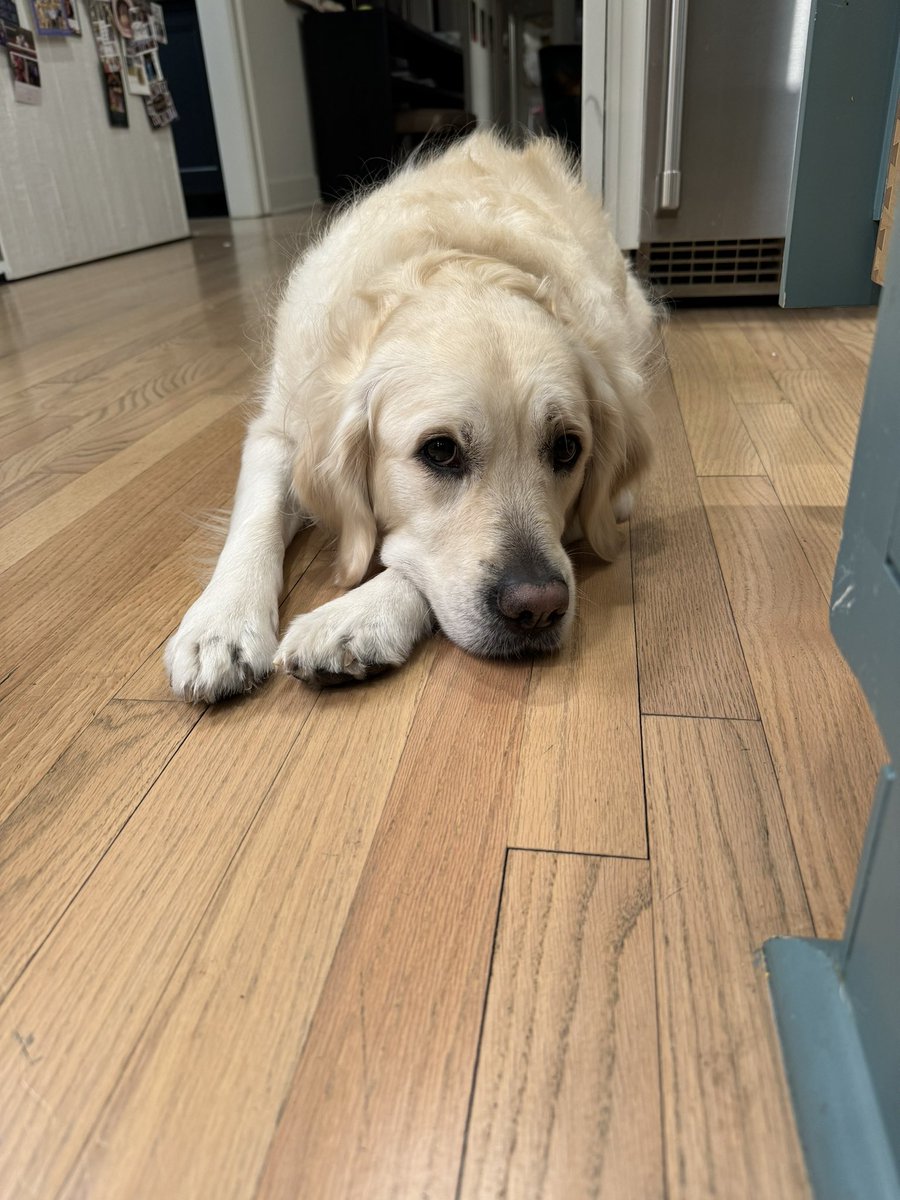 ARKneeShoulder's tweet photo. @jointdocShields Tired after a day playing in the snow. https://t.co/Ga6Findu8f