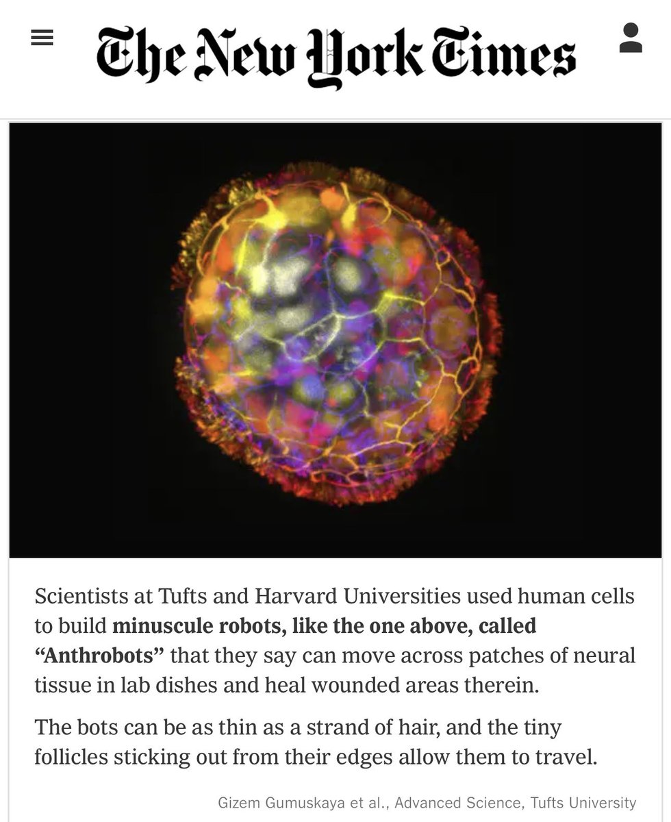GizemGumuskaya's tweet image. Few updates over the holidays—my PhD research #anthrobots were featured in The New York Times (tinyurl.com/nytanthr), Forbes (tinyurl.com/frbsanth), and Smithsonian (tinyurl.com/smithanth), w/ @drmichaellevin, Pranjal Srivastava, Ben Cooper, Hannah Lesser, Ben Semegran.