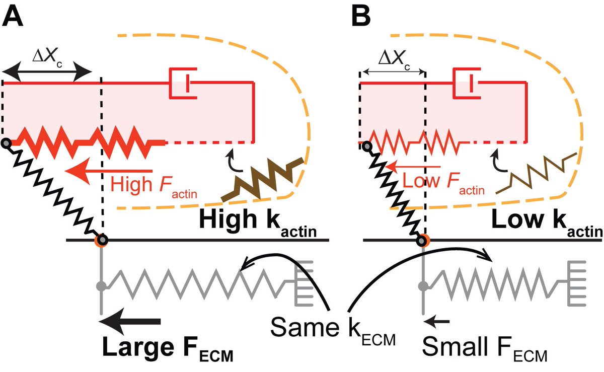 sang79's tweet photo. To explain this, we developed an actin elasticity-based molecular clutch model. Basically, the stiffer the actin is, the easier it is to transmit larger traction with the same actin retrograde flow speed. https://t.co/uPEVe4w9DT