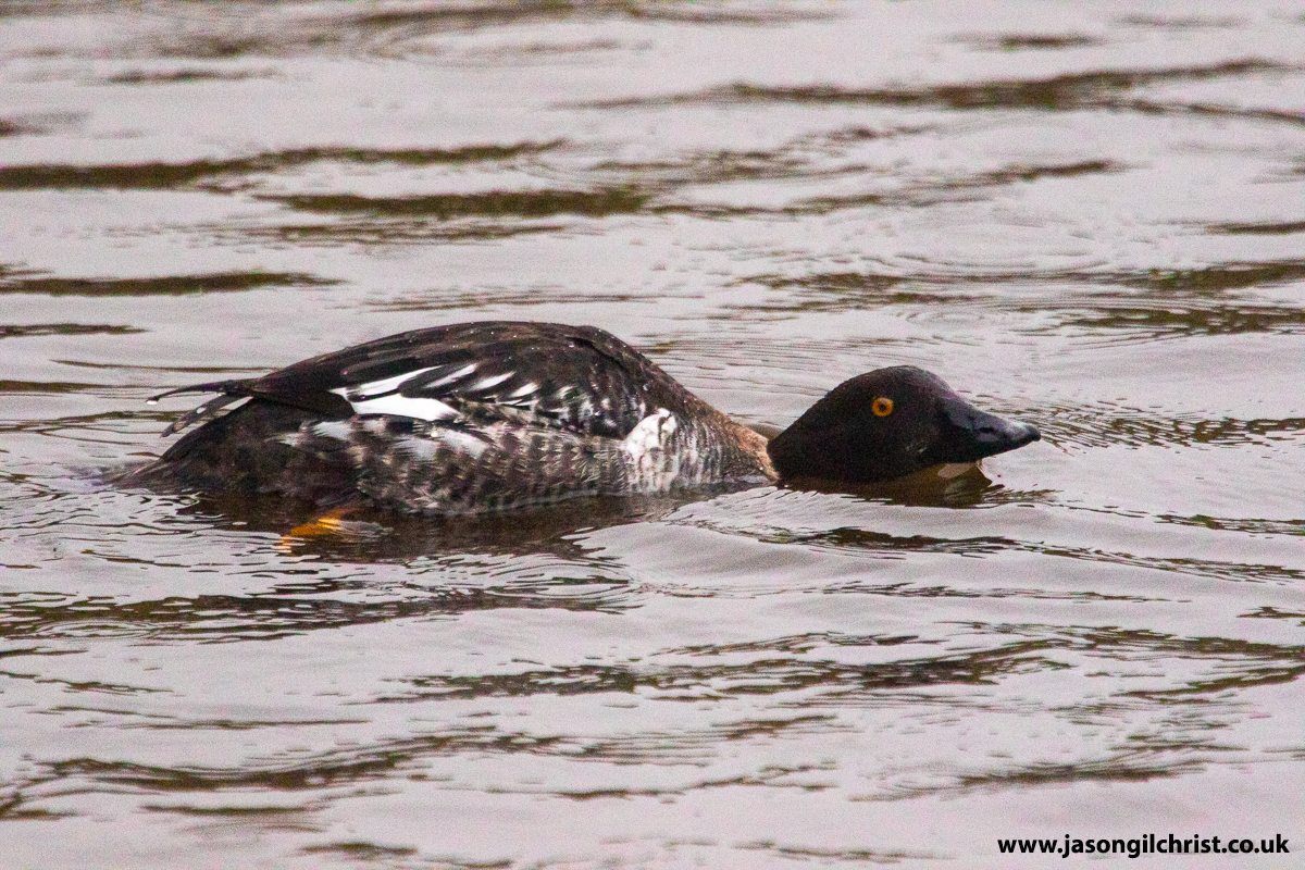 Goldeneye (duck), Bucephala clangula, ♀️ . St. Margaret's Loch, Holyrood Park, Edinburgh, Scotland. #goldeneye #Bucephalaclangula #duck #BirdPhotography #WildlifePhotography #TwitterNatureCommunity #StMargaretsLoch #HolyroodPark #Edinburgh #Scotland #Winterwatch @BBCSpringwatch