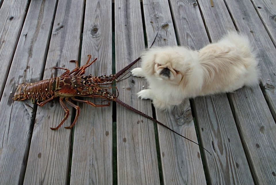 needless to say I waz neber m-pressed at my furst #lobster seazon came round  🦞🤣 #treasurecaytribute frum de begin-n 😉 2013 #memories #throwbacktuesday
.
.
.
#treasurecay #abaco #abacos  #caligurl    #beachdog #saltydog #flamingler #flamingling #crawfish #crawfishseason