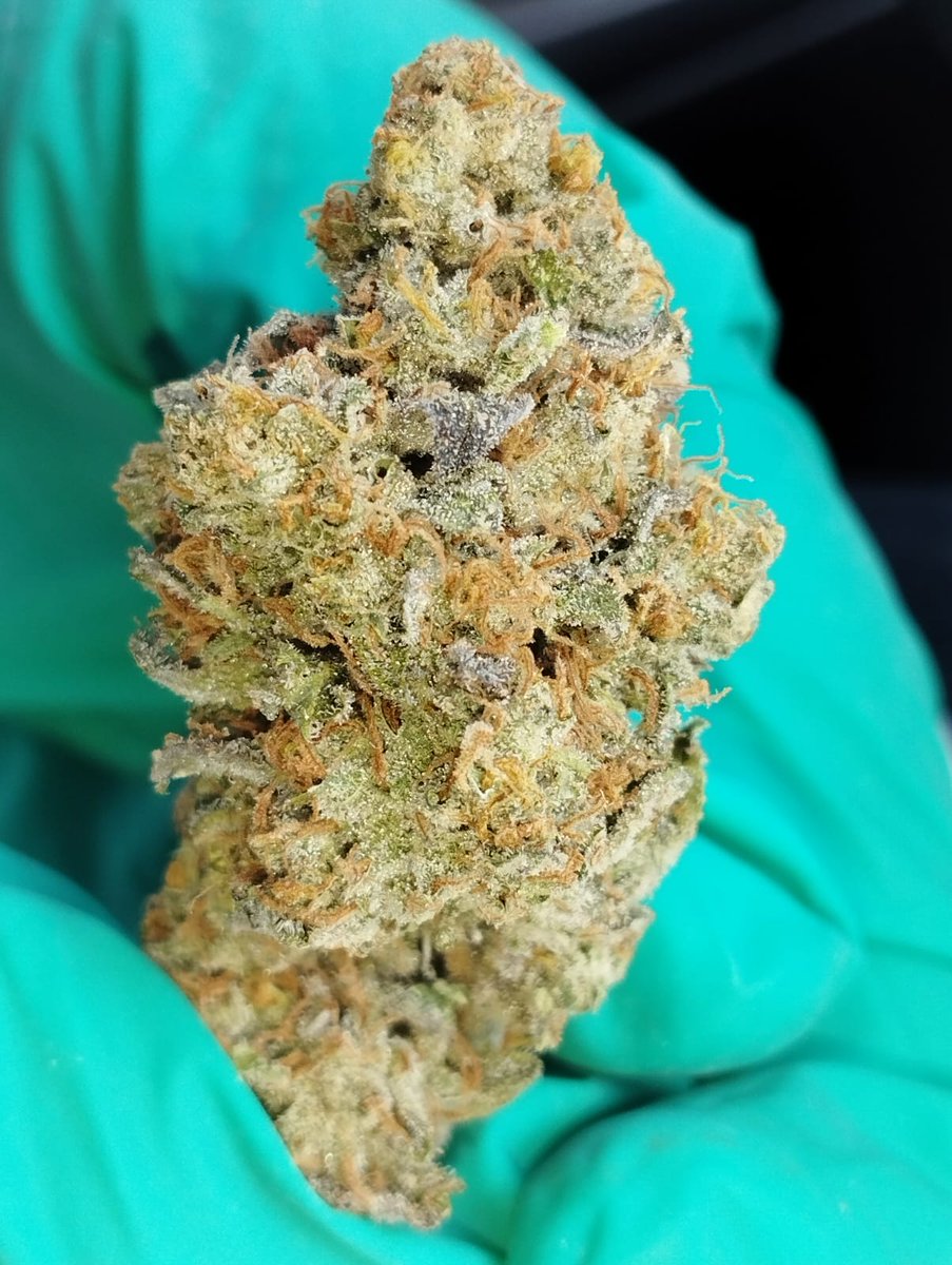 Emmashopgdl's tweet photo. Bruce Banner 💚
#interior #indoor #420community #420girl #420friendly #420Life #cogollo https://t.co/IQjWbc1ekp