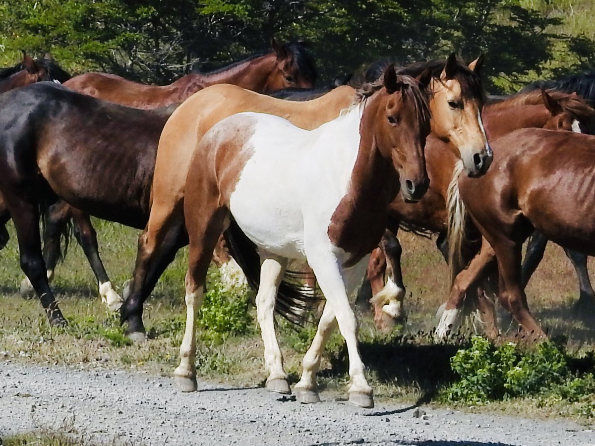 koolshark2's tweet photo. #patagonia: we saw gauchos, the famed nomadic horsemen, and their beautiful #horses 🐴at Torre del Paine #chile #wtrek https://t.co/lEz2iNQvWt
