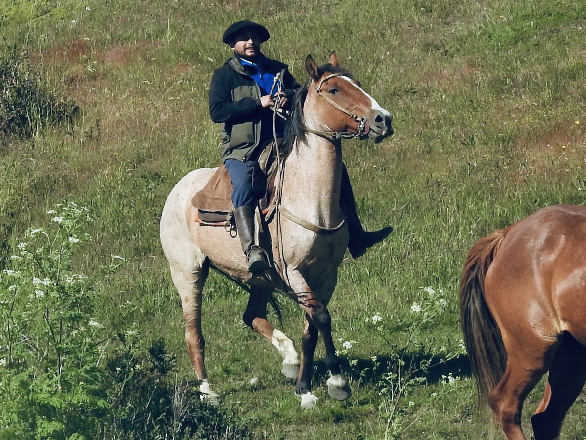 koolshark2's tweet photo. #patagonia: we saw gauchos, the famed nomadic horsemen, and their beautiful #horses 🐴at Torre del Paine #chile #wtrek https://t.co/lEz2iNQvWt