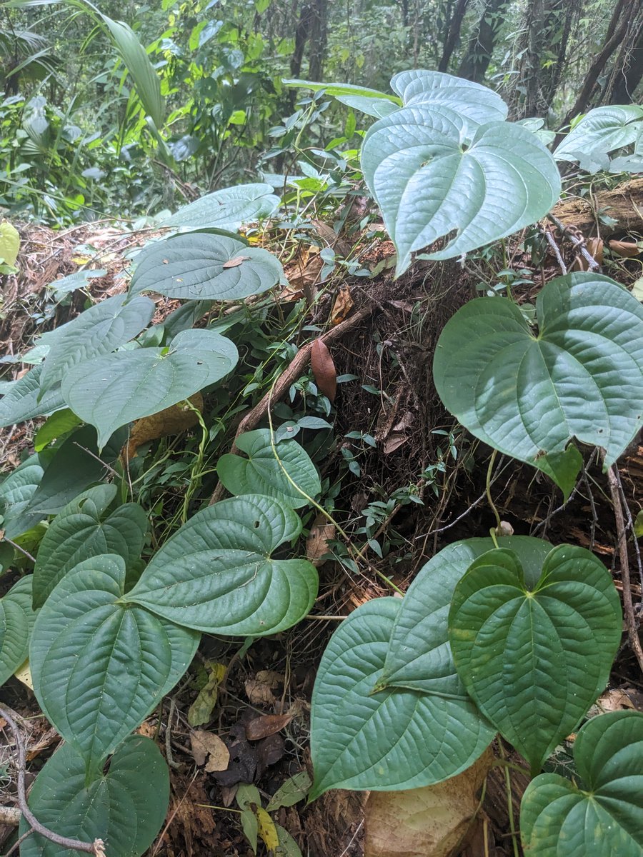 Florida Museum tweet media