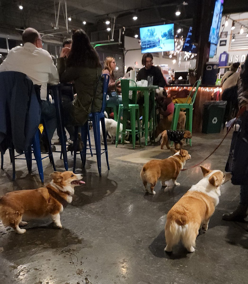 #corgi night @pgjdogbar !

Mahm had a ginger and lime tequila thing

I missed the group shot bc I needed to go run around in the freezing night

Fun times allaround