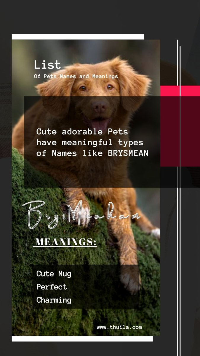ThuilaLtd's tweet photo. LIST OF PETS NAME AND MEANING

BRYSMEAN, BRYSMEARY, also BRYSMEAHAM

MEANING; 
Cute Mug,
Perfect, 
Charming

https://t.co/o0acaIyjOr

#BRYSMEAN
#BRYSMEARY
#BRYSMEAHAM
#PETS  
#PETSNAMES 
#NAMES
#THUILA https://t.co/lmieCUIneg