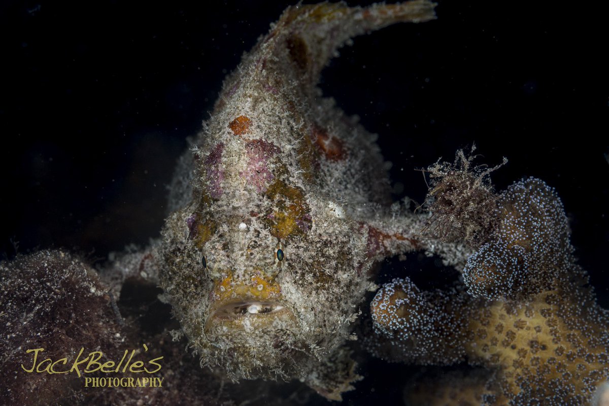 divejackdive's tweet photo. Frogfish #nikonglobal #nikon #nikonph #nikonasia #plongeetv #natgeo #MyOcean #natgeoyourshot #natgeotravel #naturephotography #underwaterphotography #underwatermacro #uwphotography #underwaterart #scuba #scubadiving #裸鰓類 #海 #水中写真 #スキューバダイビング https://t.co/0KN3uQZz8S
