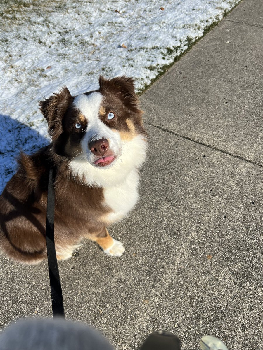 Such a tiny tongue out Tuesday! #tot #aussies