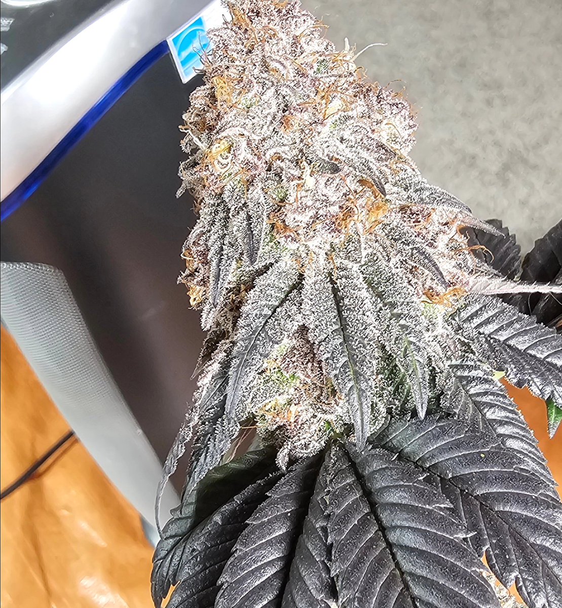HermitHomestead's tweet photo. The pheno of #PurpleSunset that will not be kept. Decision has been made, other pheno just blows this away. Frickin love our #ethosgenetics
Smellin like grape fun dip
#CannabisCommunity #CannaLand #Cannabispatient #growyourown #ethosmultipass #PositiveVibesOnly https://t.co/FIOJszQnrY