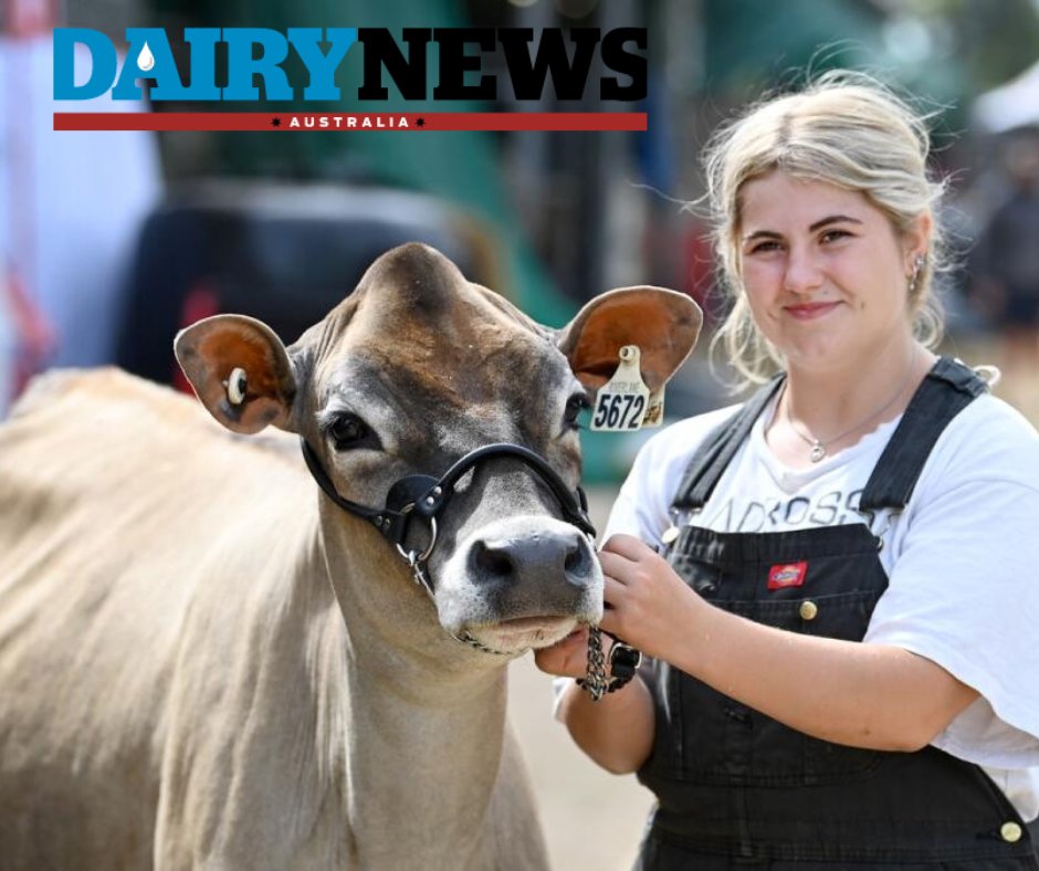 dairynewsaustralia.com.au/dairy/internat…
International Dairy Week is back in full swing with over 850 cows, international judges, youth competitions, and a cattle auction featuring a descendant of the world's highest-priced cow, all under the comfort of milder temperatures!