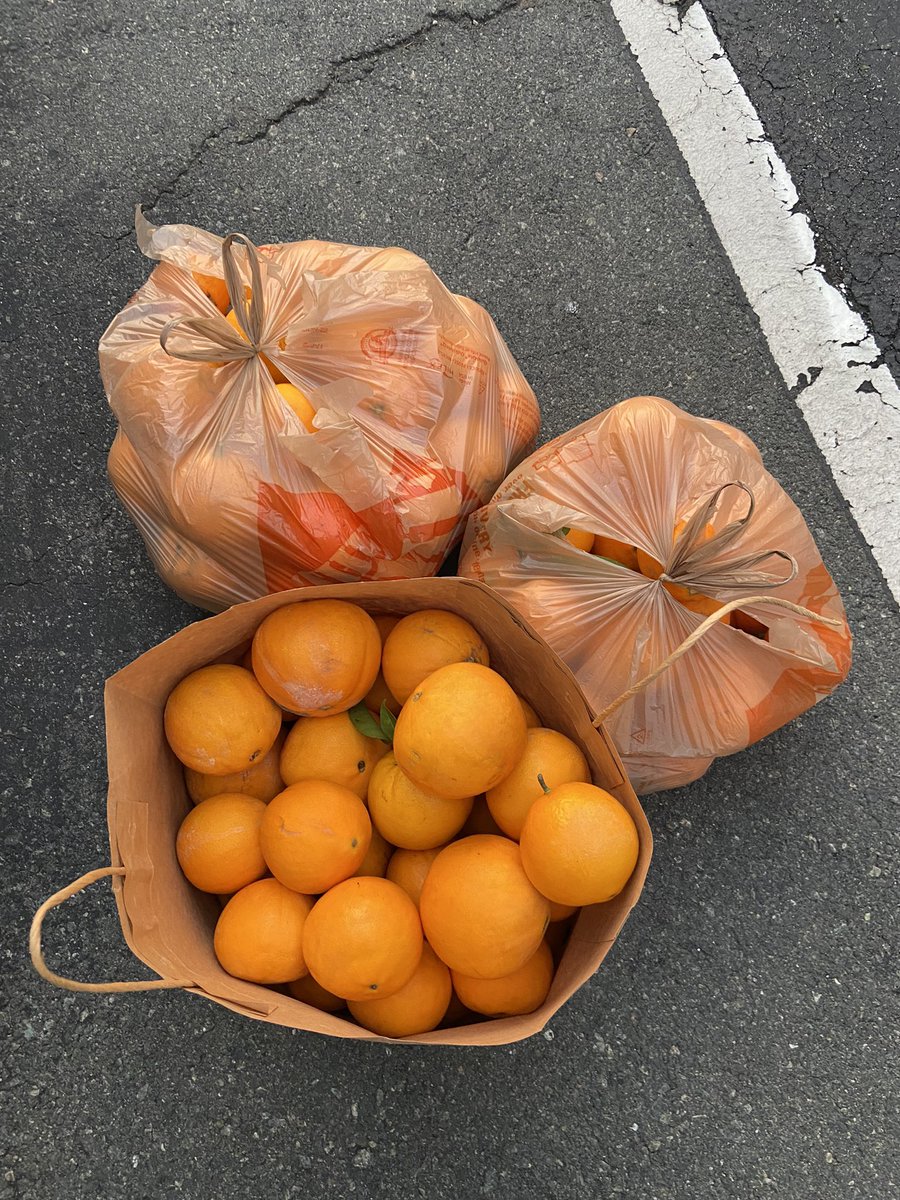 Picked Oranges today from grandmother’s tree and gonna Bake Scones.