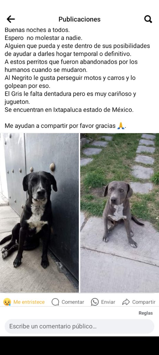 FundacionToby's tweet photo. Nos ayudarían a compartir mucho por favor? 🥺🙏 si alguien puede adoptar o resguardar sería increíble 💜💜 
Información al: +52 55 1910 4681 https://t.co/FKQWRVHlAI