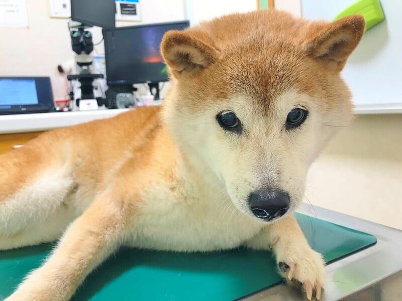 KabochanERC's tweet photo. Felt cute, might delete later. 
$KABO https://t.co/gJXhap8qMO