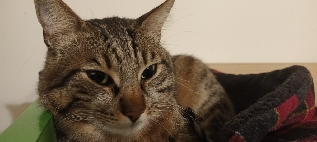 catbop tweet media