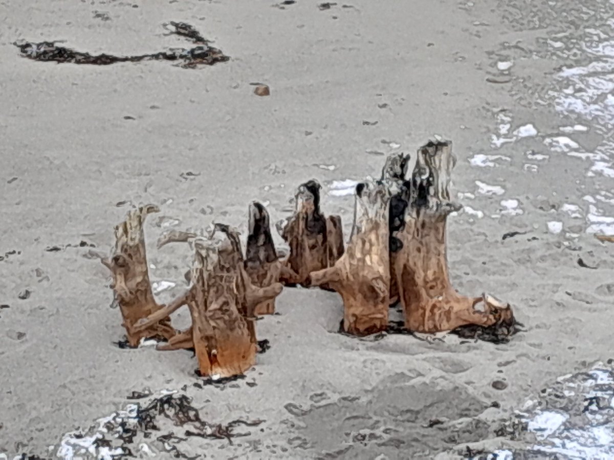 A gathering of the stumps. #capebretonisland
#cranberrybeach