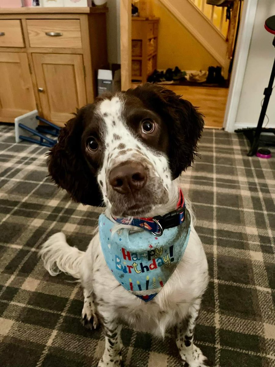 DogsBirthdays's tweet image. I'm one #HAPPYBIRTHDAY