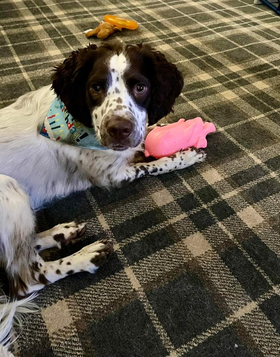 DogsBirthdays's tweet image. I'm one #HAPPYBIRTHDAY