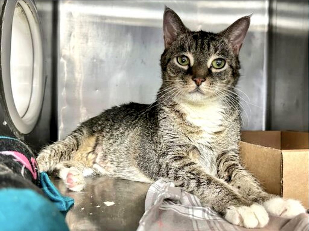 newhope.shelterbuddy.com/Animal/Profile…
🆘️Mittens🆘️
3RD CHANCE
TBD 1/18/24 at 12PM
MITTENS is a loving
gorgeous girl
13 Years Young
Dumped by Owner
No reason given
Diabetic(Treatable)
Save this sweet soul
🆘️Save MITTENS🆘️
Adopt/Foster/Pledge
She could DIE Thursday
#SaveMe #NYC 🆘️🆘️