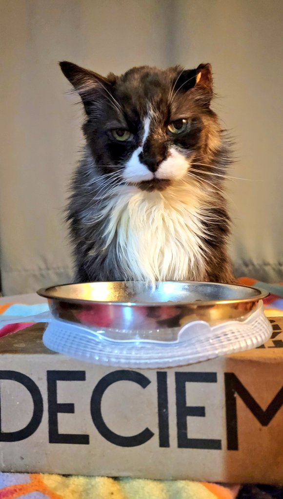 I have been dealing with an upset tummy the last few days, Maman thought it was Senior Tummy (acid buildup from an empty stomach), but I was having small nibbles throughout today then got sick again this evening. Encouragement to eat much appreciated!
#CatsOfTwitter #TuxieTuesday