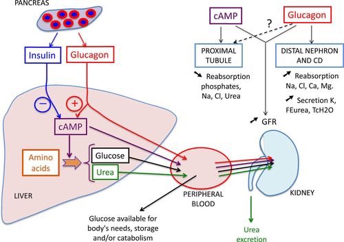 Daniel J Drucker tweet media