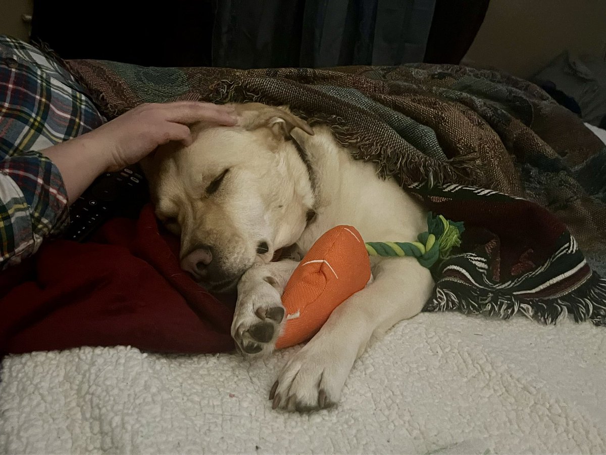 He’s a mostly sweet boy who loves his carrot.😂❤️ Have a great evening everyone!! #Dogs #Sonny