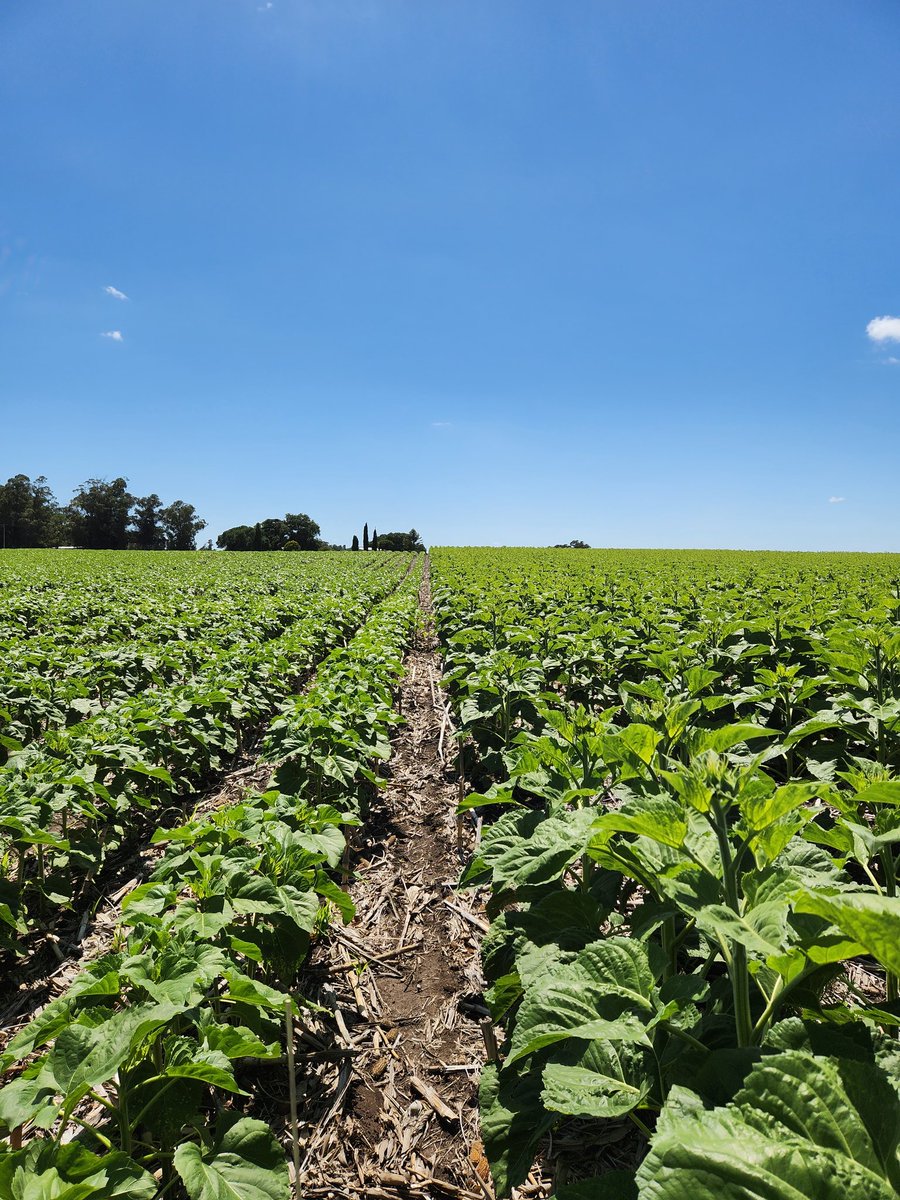 Jonatan Mauro tweet media