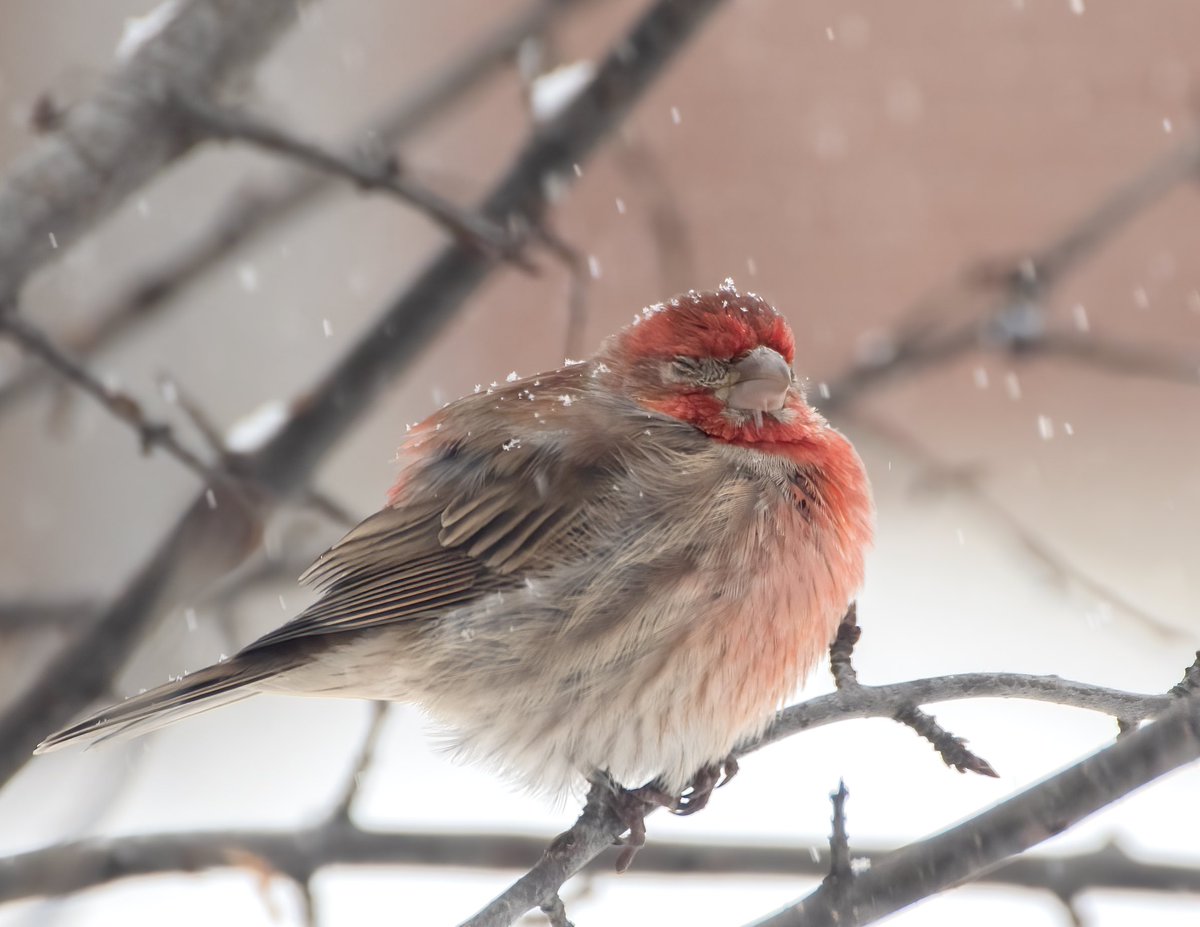 House Finch puffed to brave the biting cold early this snowy morning. #birdwatching #birdphotography #naturephotography