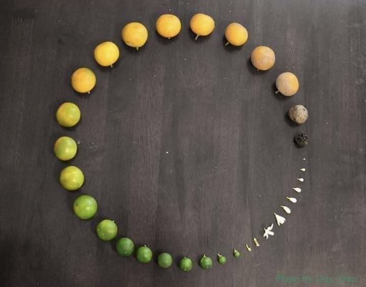 messedupfoods's tweet photo. Life cycle of Lemon 🍋 https://t.co/NZ81gWgyRN