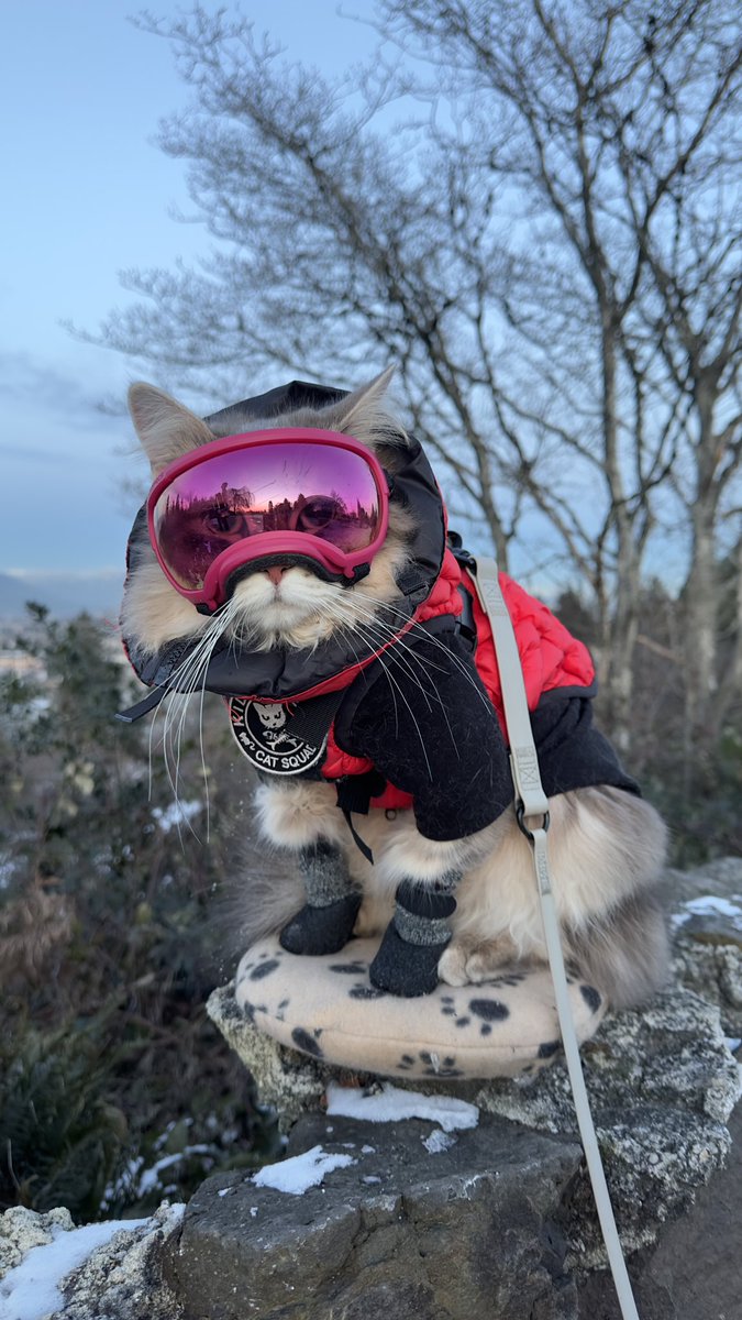 カナダ🇨🇦で犬猫も癌の疑いがあってもすぐに癌センターで診てもらえずに急進行して亡くなるケースは珍しくないんだとか。人間も同様😞私もフレイヤも何か重い病気になったら日本で診てもらいたい。