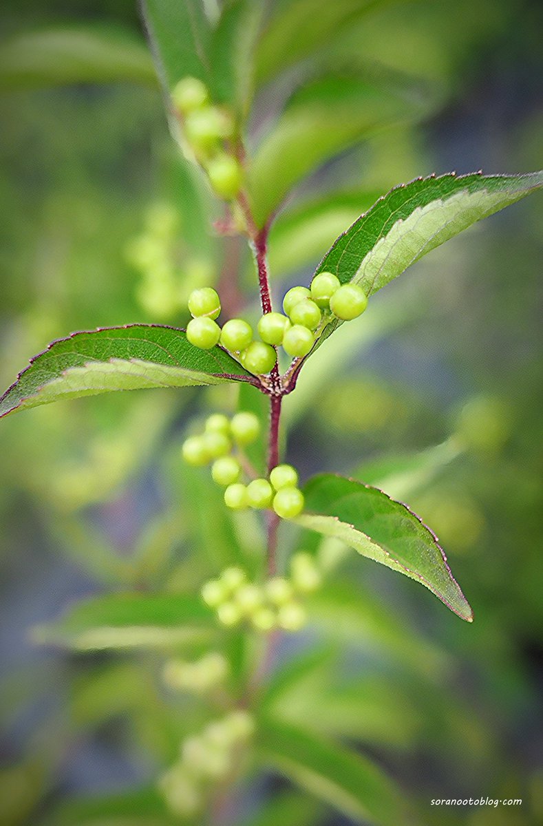 Purple Beautyberry 🇯🇵

#photooftheday #photography #flowerphotography #nature #TLを花でいっぱいにしよう #写真好きな人と繋がりたい #こんな時こそTLに花を咲かせよう