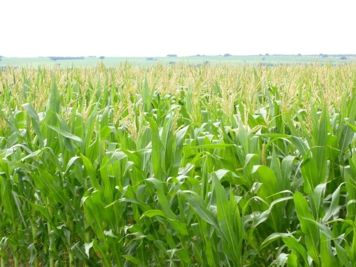 orgullorural2's tweet photo. Especial Biológicos: ¿químicos o biológicos? El futuro de la agricultura con Rizobacter

@rizobacterARG 

https://t.co/khUD7eXomM https://t.co/ugpBC3ITtL
