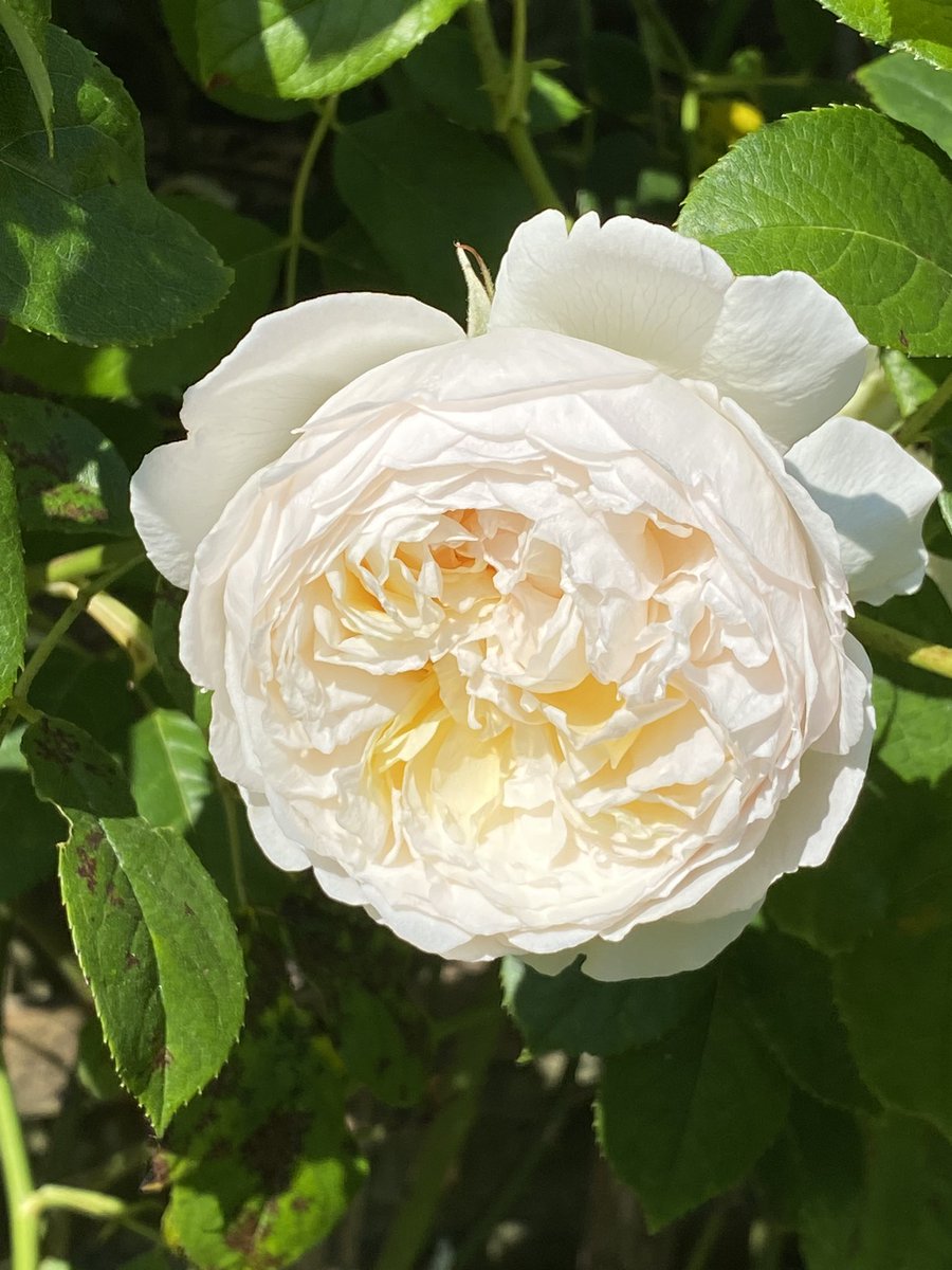 Happy #RoseWednesday my beautiful Claire Austin grown on a north facing wall.