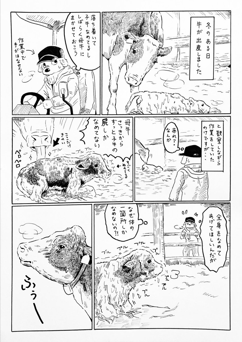 昔の日記🐮  子牛を舐めるのが下手な母牛もいるんだなぁと思った話🐄