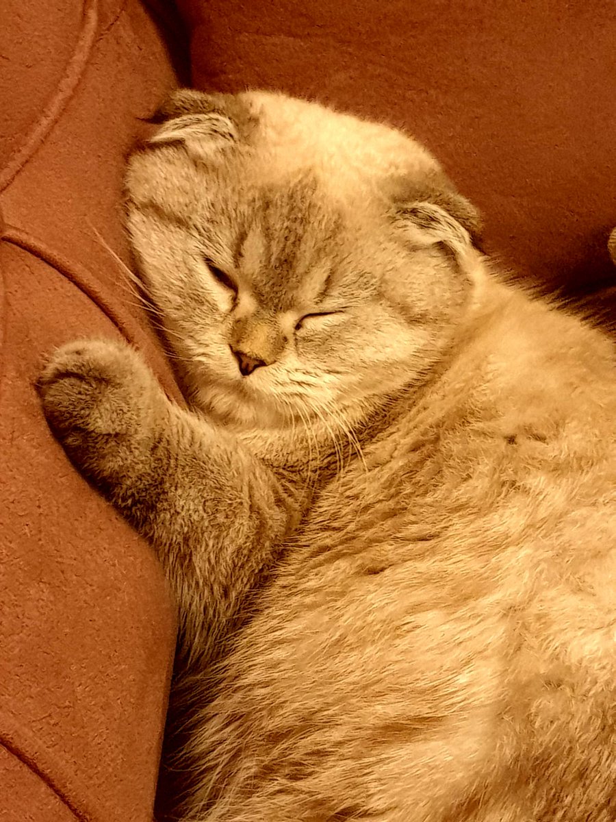 Güneş hanım böyle yatarken işe gitmek sinirimi bozuyor.😩