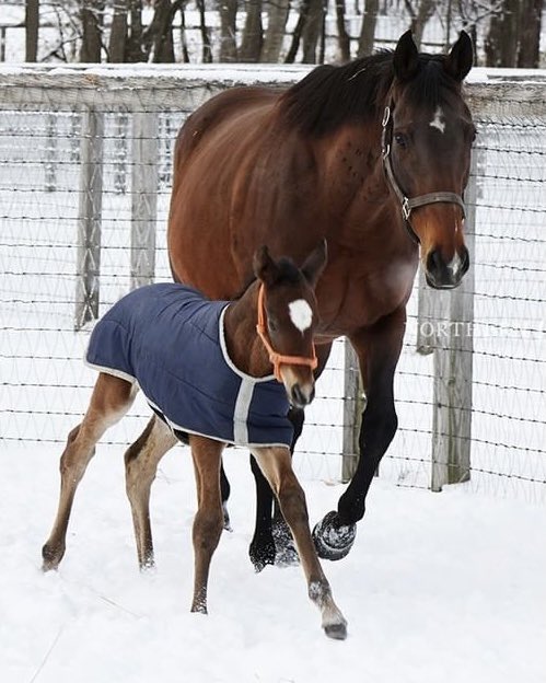 Almond Eye has had her Kitasan Black Filly! 

With a pedigree for the ages, what would you name her? 

#アーモンドアイ #キタサンブラック
 📸: <a href="/northern_horse/">ノーザンホースパーク</a>
 
#JRA #競馬
