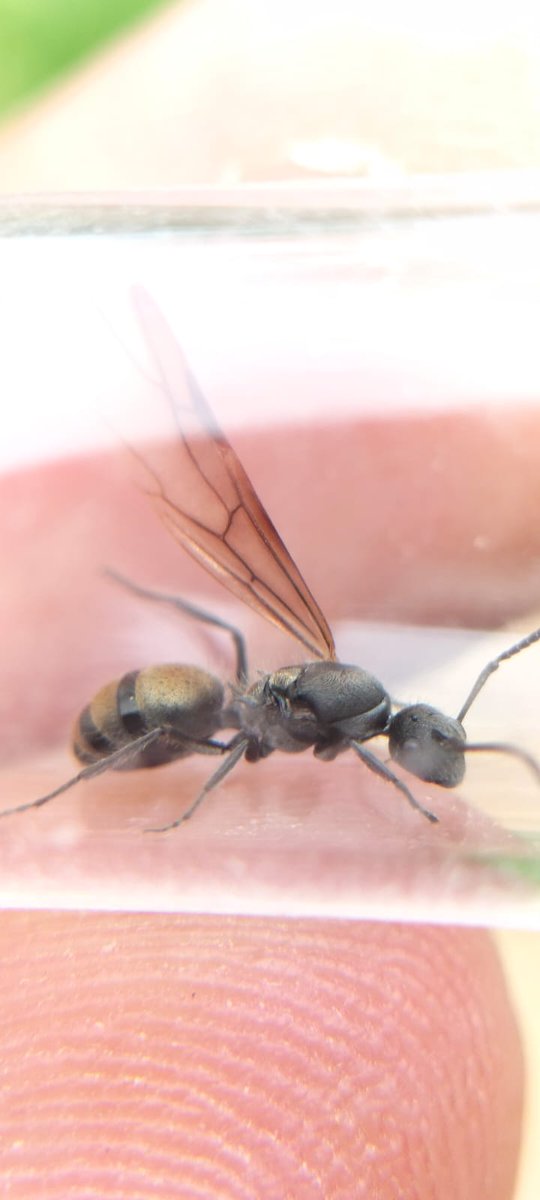 AlbertStevanus0's tweet photo. From Indonesia 🐜
#ant #antkeepingdepot #ants #antslife🐜 #ants🐜 #antsofinstagram #antman https://t.co/s6Lxudip6Q