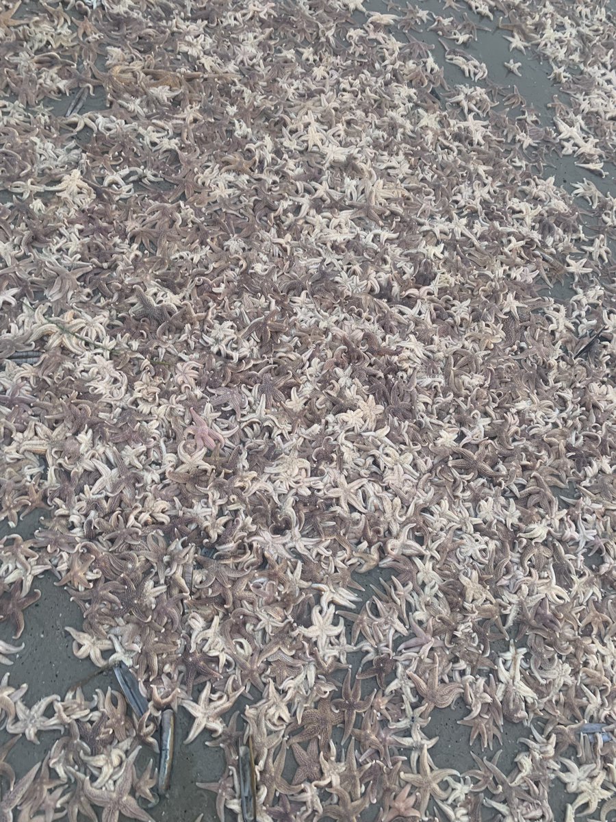 Bij het draaien van de wind vannacht bracht de zee 10.000den zeesterren.

Kadootje voor de meeuwen die straks massaal erop af zullen komen