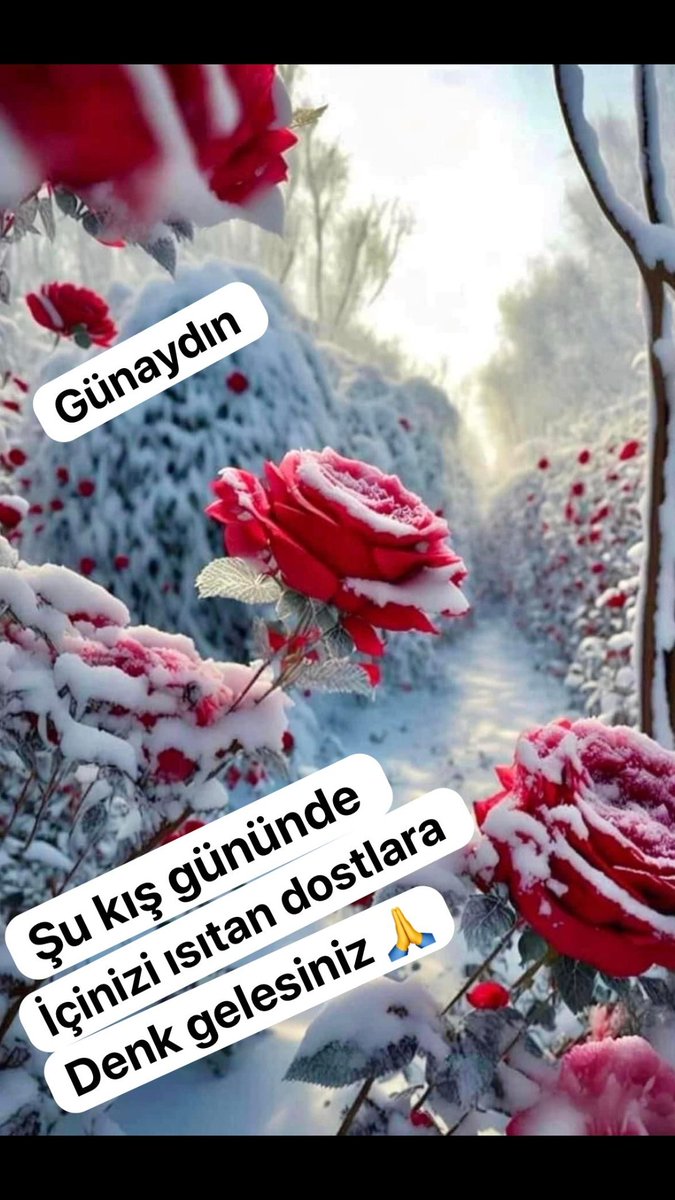 @BirsenSehriban tweet media